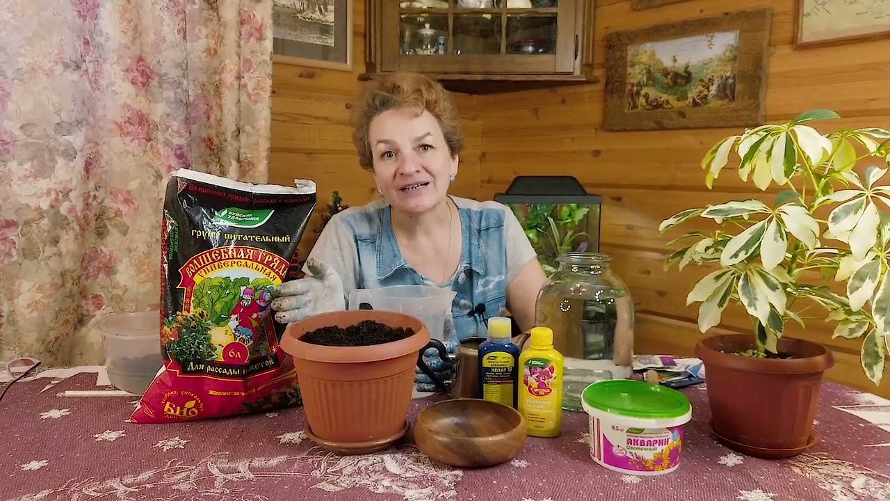 Луковичные цветы: секреты выгонки.