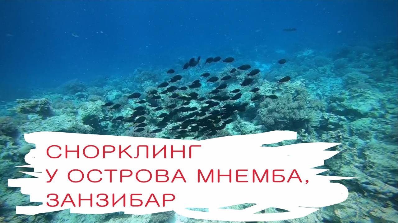 Снорклинг около острова Мнемба, Занзибар