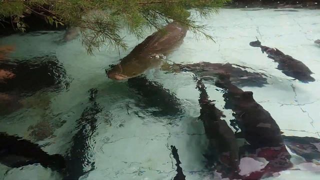 Arapaima Gigas In My Fish Pond