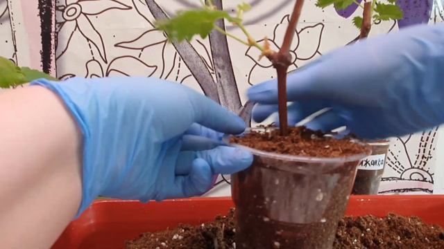 Пересадка укорененного черенка #винограда 14.03.2024 смотреть онлайн