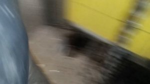 тарантул в доме