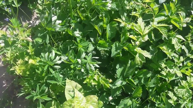 Влог с понедельника/08.06.2020 г. смотреть онлайн