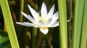 Водяные лилии. Красивые фото под музыку