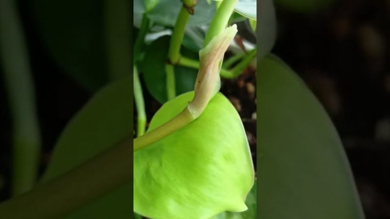 Филодендрон Бразил