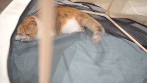 33 Days Left Before Belly Cat Giving Birth | Cat Tent for giving birth