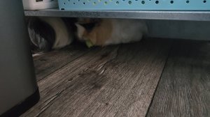 Морские свинки 🐷 Улли и Пулли играют в прятки