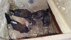 فراخ البنغالي فينش(@4-G040 )