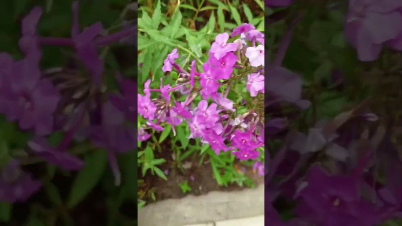 Цветы в ассортименте