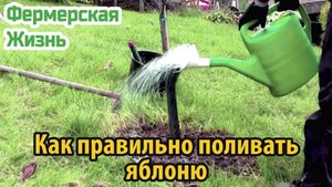 Как правильно поливать деревья яблонь