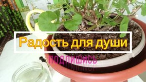 Внесите это Весной в Пеларгонию!!!