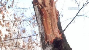 Последствия урагана