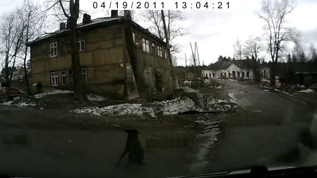 Суоярви. Подснежники вылезли.Власть и ЖКХ счастливы. смотреть онлайн