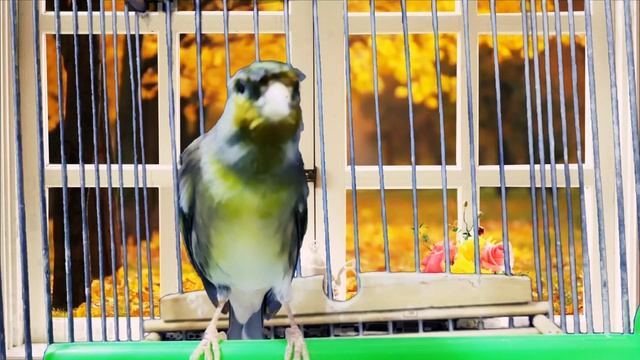 The Surprising Truth About Teaching Songbirds Nobody Tells You About Goldfinches