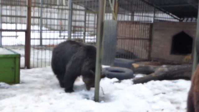 Наши супер мишки смотреть онлайн