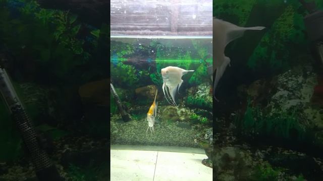 My Fish tank смотреть онлайн