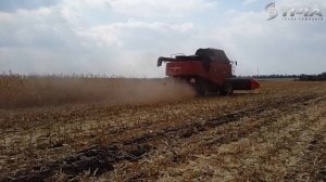 Комбайн VERSATILE TORUM 750 уборка кукурузы