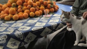 Город кошек