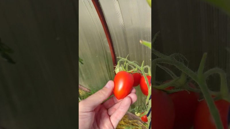 Карточка видео