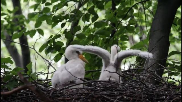 Черный аист (Ciconia nigra) ФИЛЬМ! смотреть онлайн