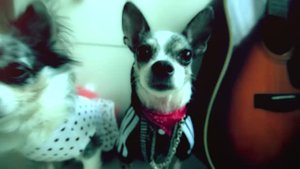 КАК Я СТАЛ РЭПЕРОМ - ЭЙВАН | СОБАКИ В ОДЕЖДЕ РЭПЕРОВ