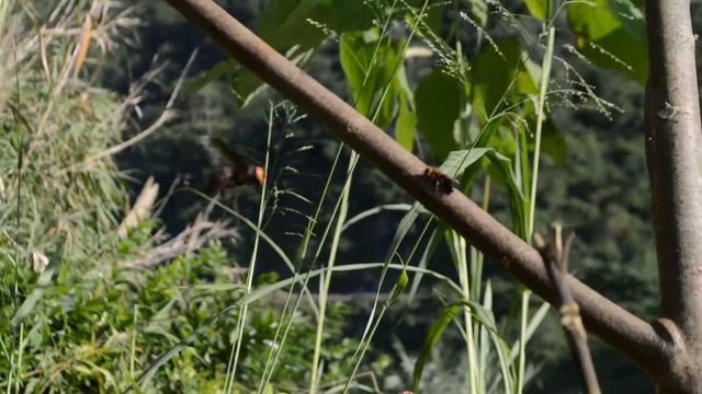 Asian giant hornet (Vespa mandarinia) (Hornets with another big hornet on a tree) смотреть онлайн