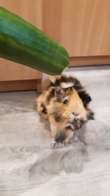 Морская свинка 245 Эмма 🐾🐾 обосренок смотреть онлайн