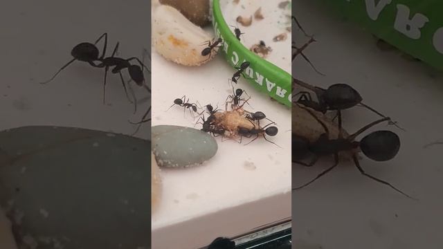 Camponotus compressus едят кузнечика. #формикарий из гипса своими руками. #муравьинаяферма #муравьи