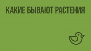 Какие бывают растения. Видеоурок по окружающему миру 2 класс