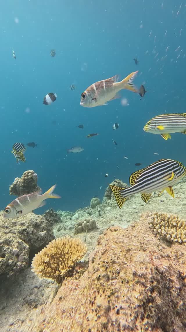 Тропические рыбки