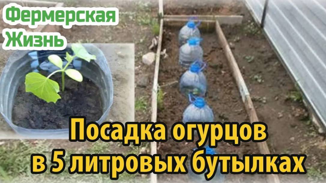 Посадка огурцов в 5 литровых бутылках