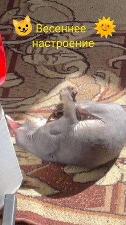 Котик Сёма #shorts