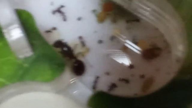 Мои новые питомцы. Муравьи жнецы 😁 день 2. смотреть онлайн