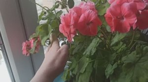 Цветет розовая герань. Эффектная пеларгония.