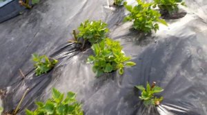 Посадил иву. Какие сорта выбрал на посадку.