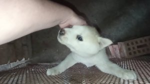 Добродушная семья. Не Сварщик, а вредитель! Ёжик пришёл на ужин. 03.04.25