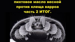 Пихтовое масло после облёта часть 2 ИТОГ без итога