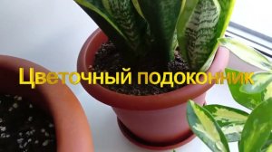 Цветочный подоконник