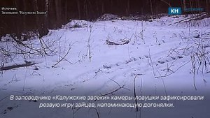 Фотоловушки запечатлели игру зайцев «в догонялки»