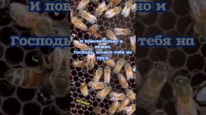 И повелительно и нежно # христианская песня