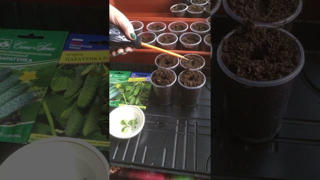 Посев огурцов для получения раннего урожая 
#посевогурцов #урожай #дача