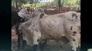 WoW!!Cow Meeting, New Style Cow Breeding...