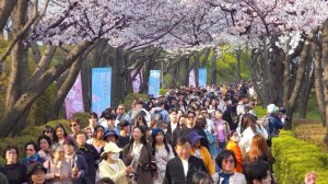 드디어 만개한 석촌호수 벚꽃축제 2025🌸4월 7일 낮에도 북적이는 벚꽃명소, 서울 송파구 여행, 서울트래블워커