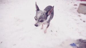 МОЙ ДЕНЬ | СОБАКИ, ЩЕНКИ, КОШКИ, ДРУГИЕ ЖИВОТНЫЕ | КАНИКУЛЫ У БАБУШКИ