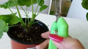 Как быстро из Маленького черенка Герани, нарастить пышный, здоровый куст