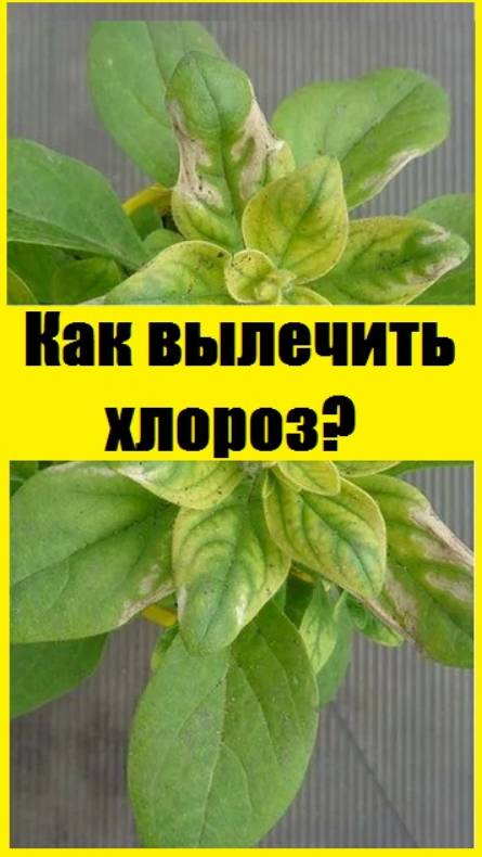 Как бороться с хлорозом листьев на петунии, антиринуме и других?
