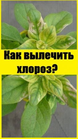 Как бороться с хлорозом листьев на петунии, антиринуме и других?