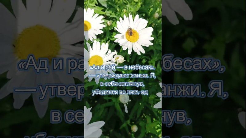 Ромашки #цветы #сад #природа