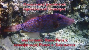 10. Напильник расписной лирохвостый спинорог под музыку Нино Рота к кинофильму Ромео и Джульетта