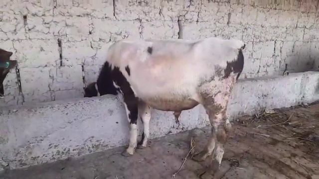 +998888370088 БУ ДЕХКОН УКАМИЗ ОРЗОН СОТАНИ УЛГРИБ КОЛИН ЗУЛАРИГА+79645503685 ТЕЛЕГРАМ ВАТСАП