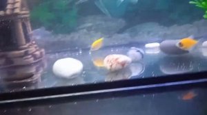 мои любимые рыбки🐟♥️